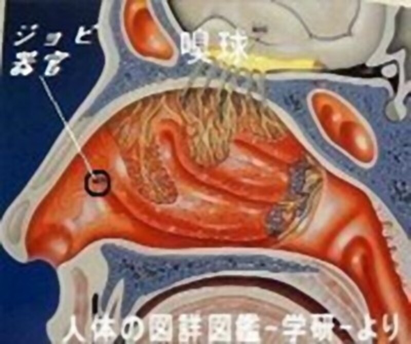 鼻の中には「第二の鼻」がある