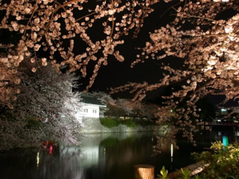 小田原城天守閣と桜のコラボレーション