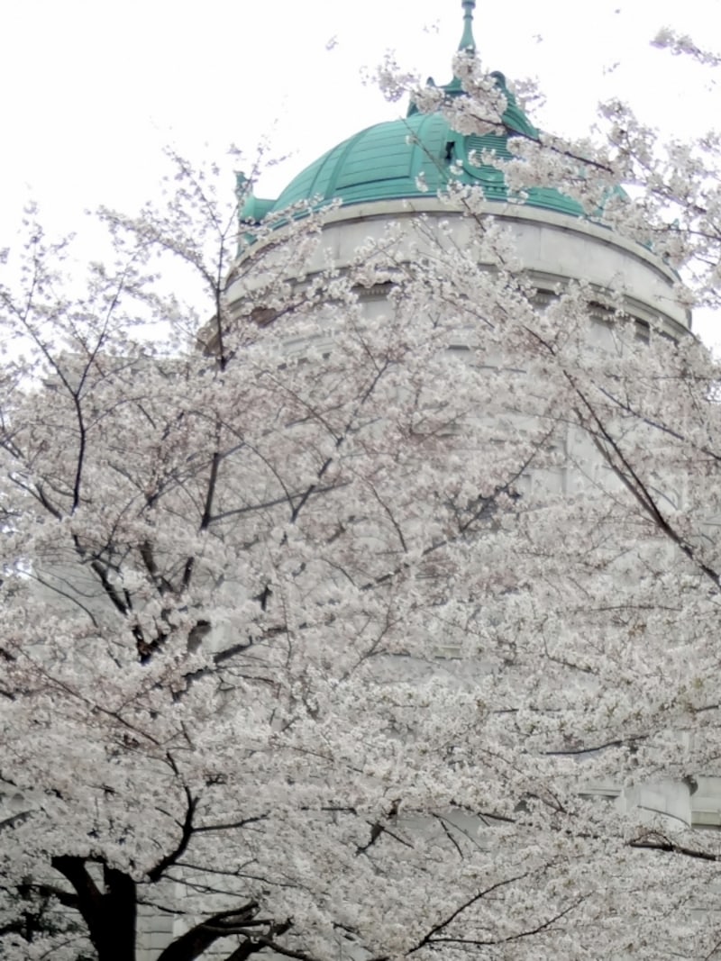上野公園の桜