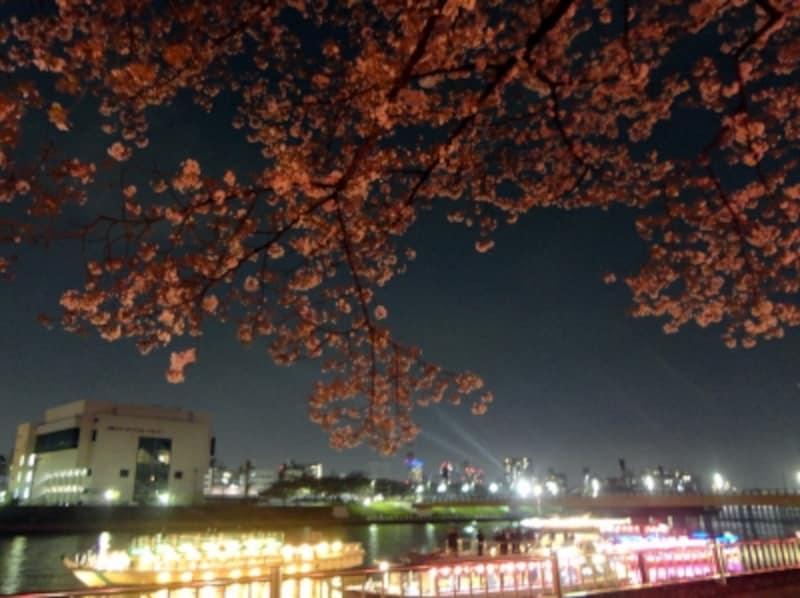 屋形船の照明と夜桜
