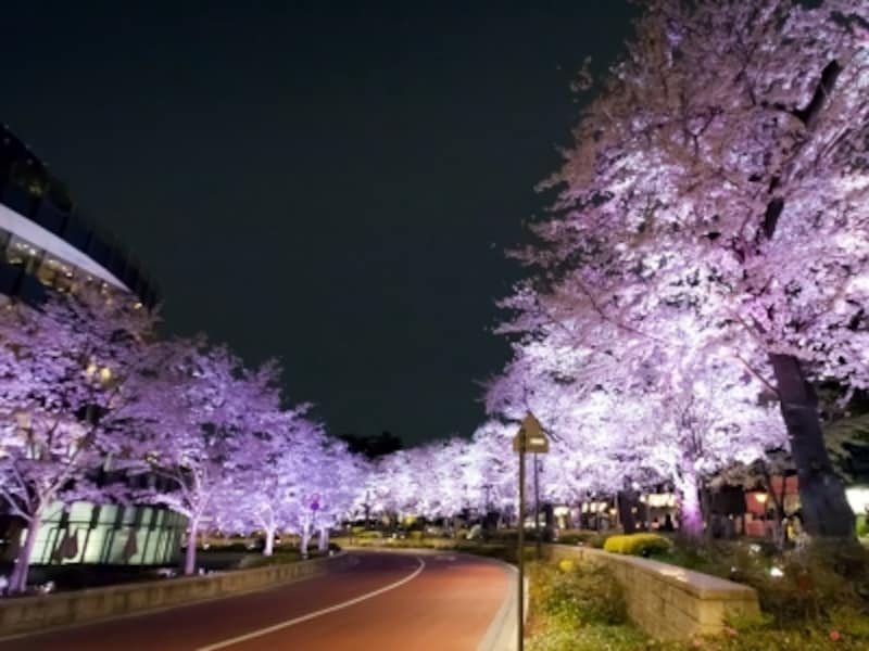 桜のライトアップ