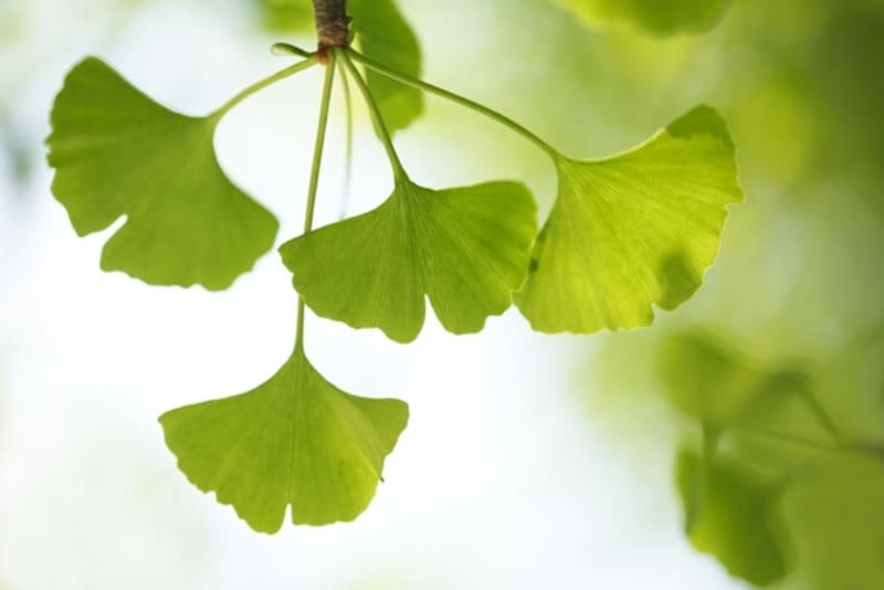 「銀」杏/ぎんなん=イチョウ