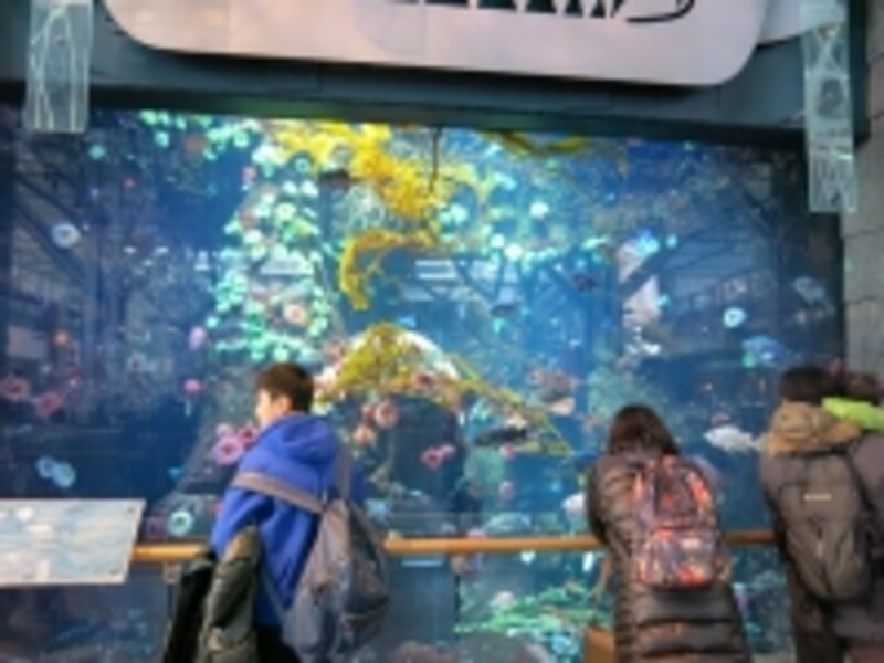 近海の海底が忠実に再現された巨大水槽は、記念撮影をする人もたくさん