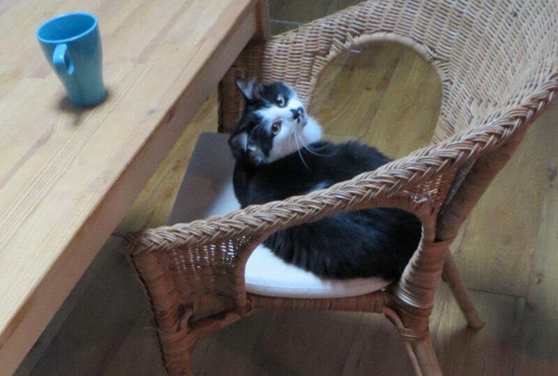 ねこ