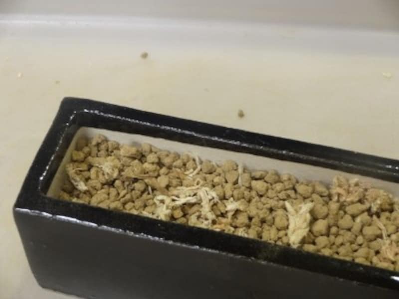 鉢に用土を入れる