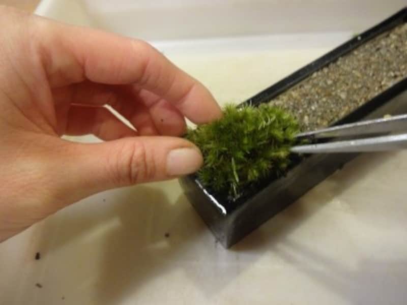 苔の端をピンセットで入れる