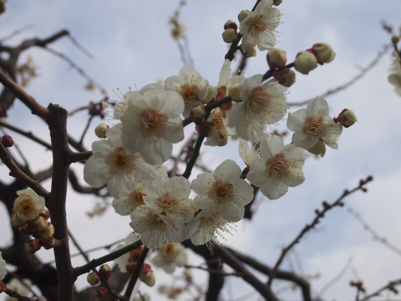 多くの人がカメラや携帯電話を向け、梅の花を撮影している。