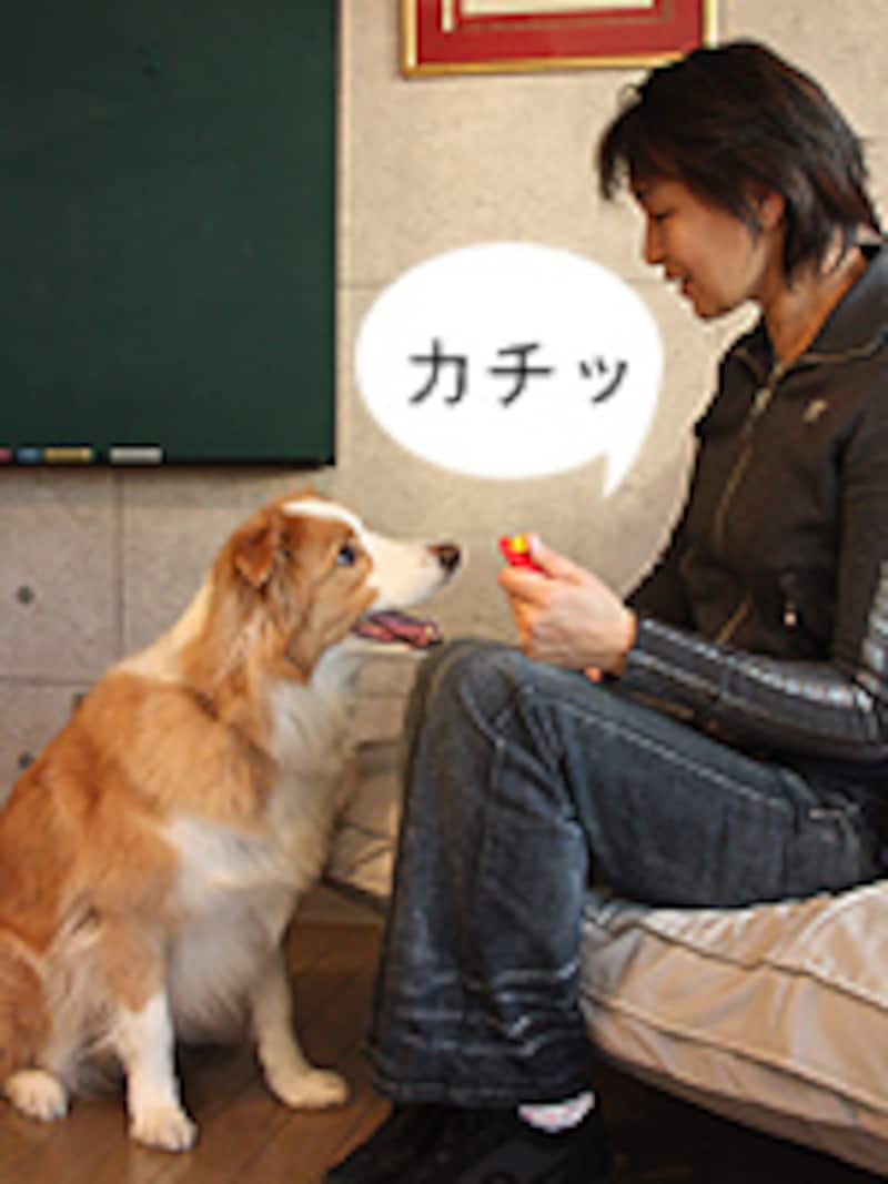 犬と視線が合った状態
