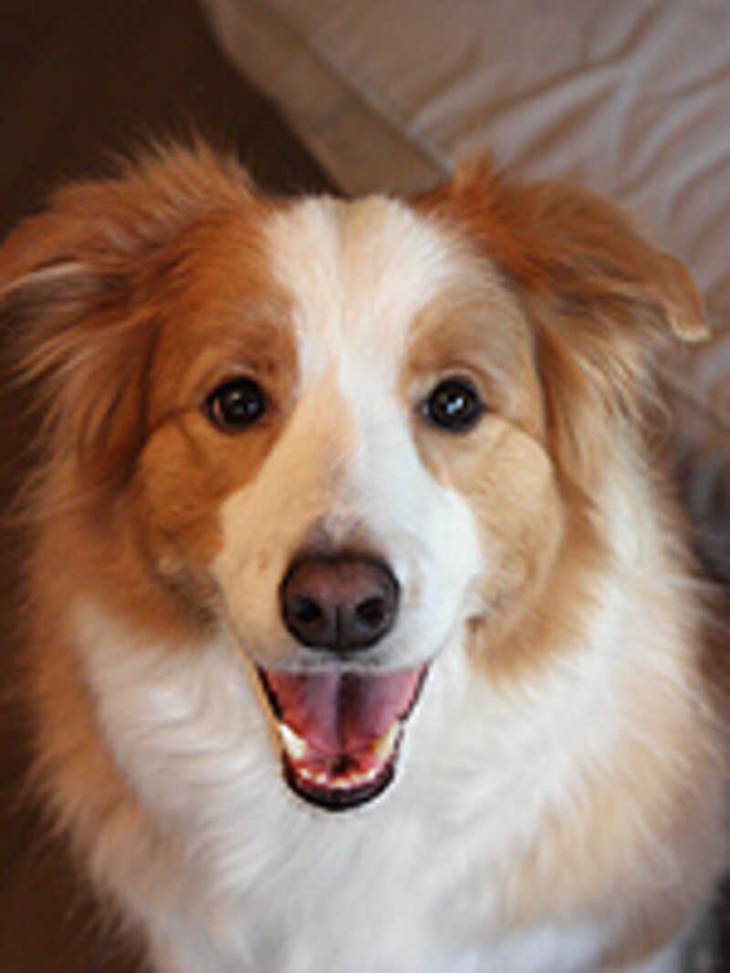 新しい子犬をクリッカーで訓練する
