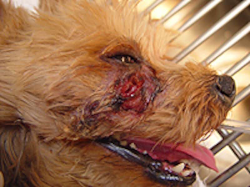 根尖病巣（外歯瘻）/ヨークシャー・テリア、７歳