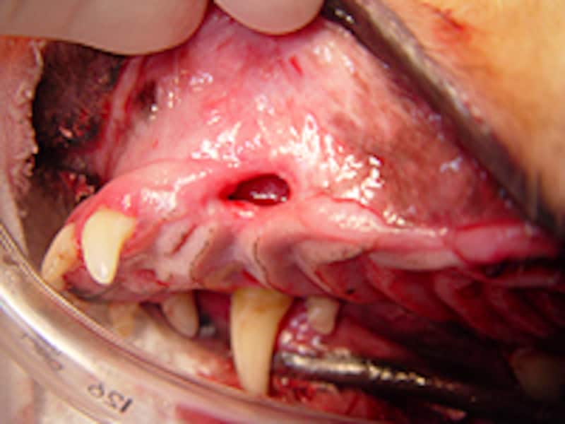 口鼻瘻管/シェットランド・シープドッグ、10歳