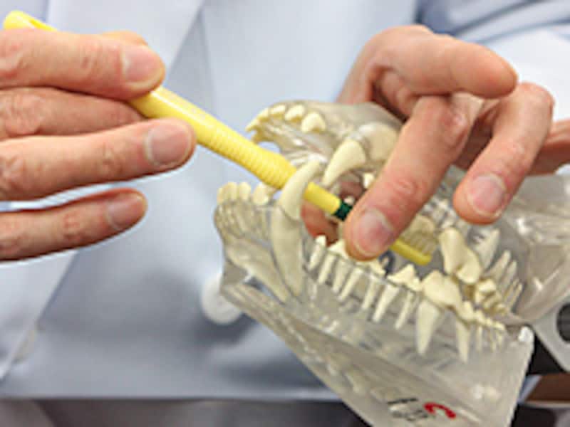 歯の裏側を磨く