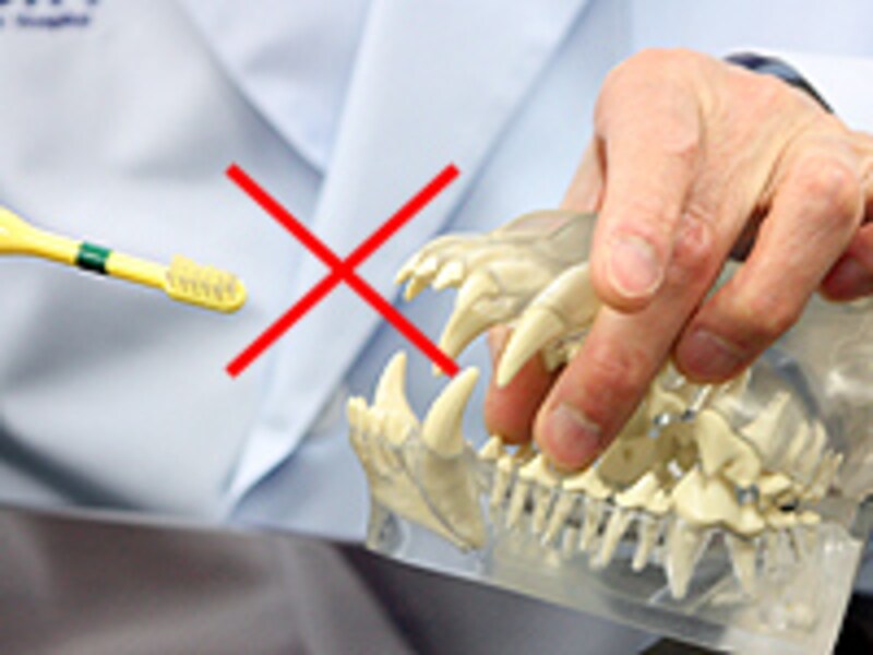 いきなり歯ブラシは使わない