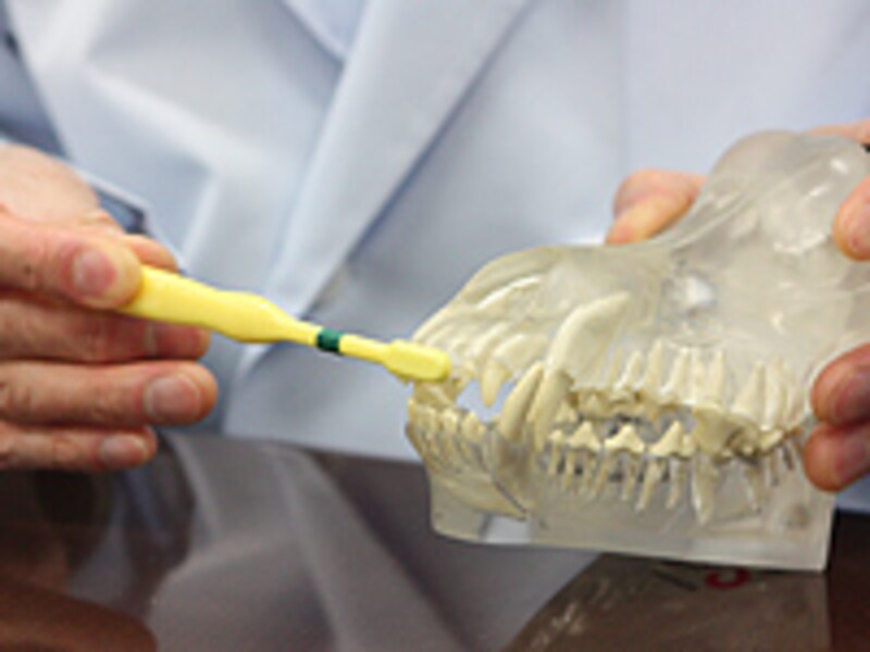 歯ブラシを使って前歯から