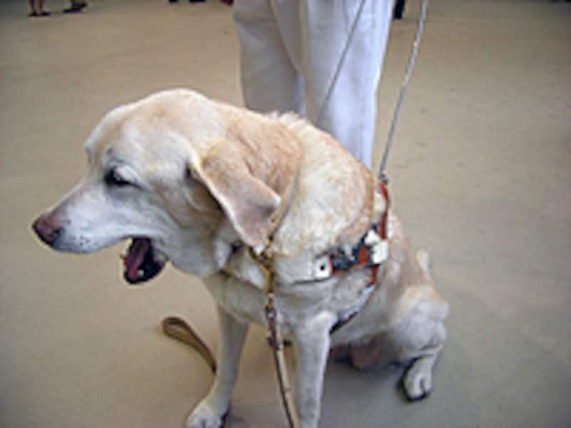 あくびのような仕草