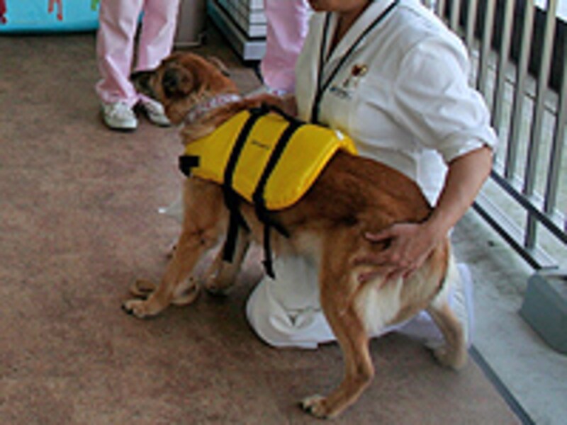 緊張と不安からの逃避行動