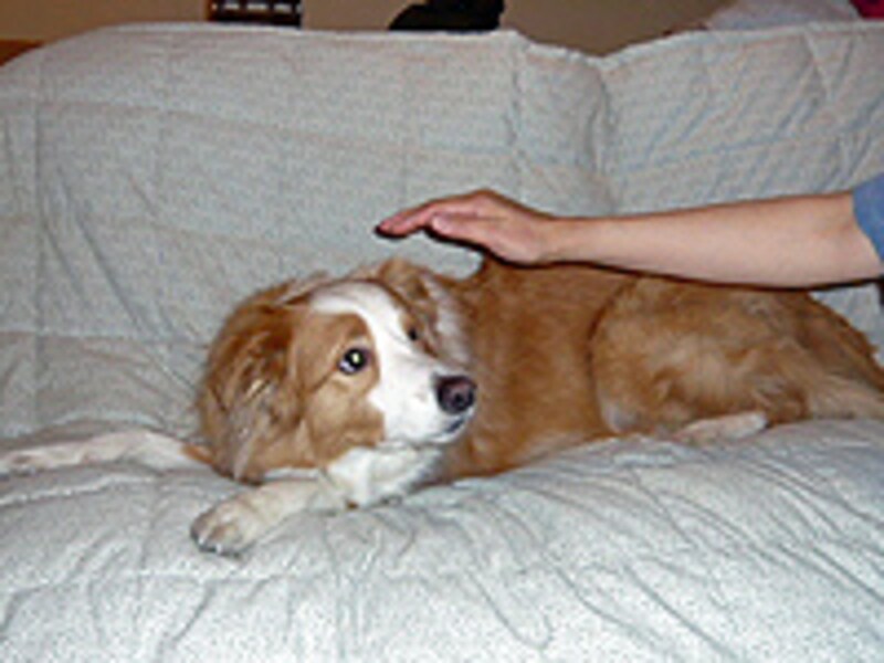 全体的な様子からシグナルを判断する