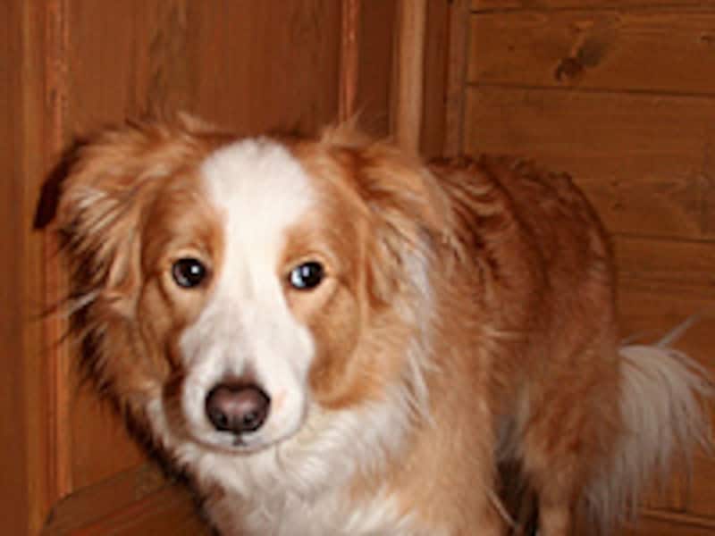 フリーズ/じっと見つめる