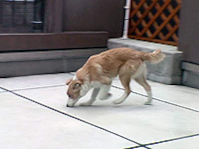 地面の匂いを嗅ぐ