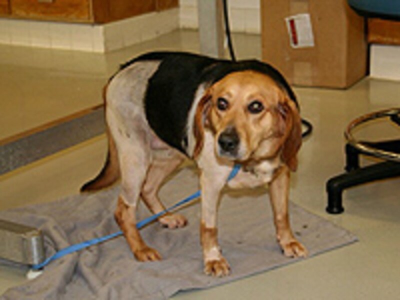 下がっているシッポ