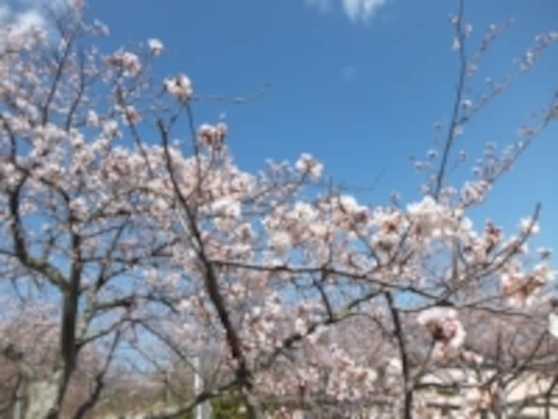 伊豆高原の桜並木（撮影：唯野）