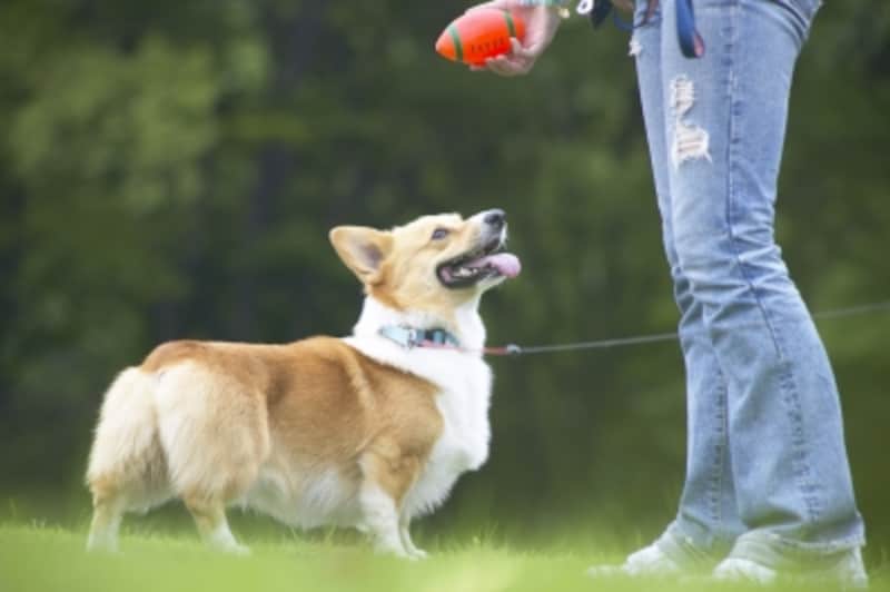 公園で遊ぶ犬
