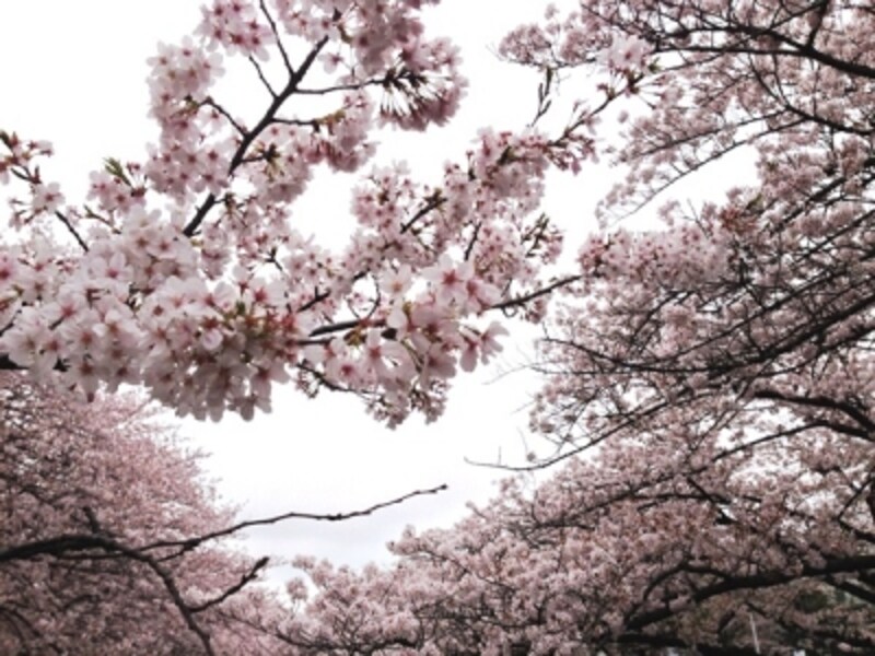 花粉症でも楽しめる 屋内 桜スポット14 東京の観光 旅行 All About