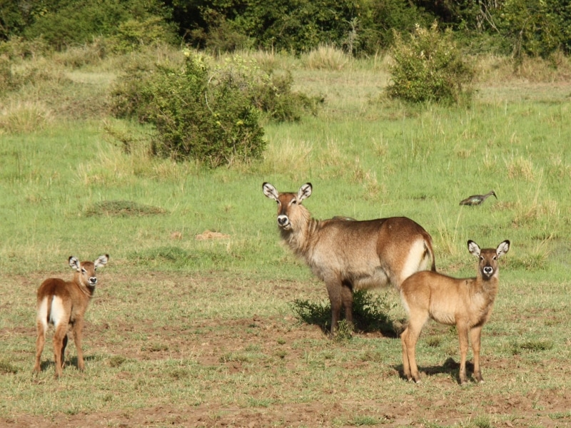 waterbuck