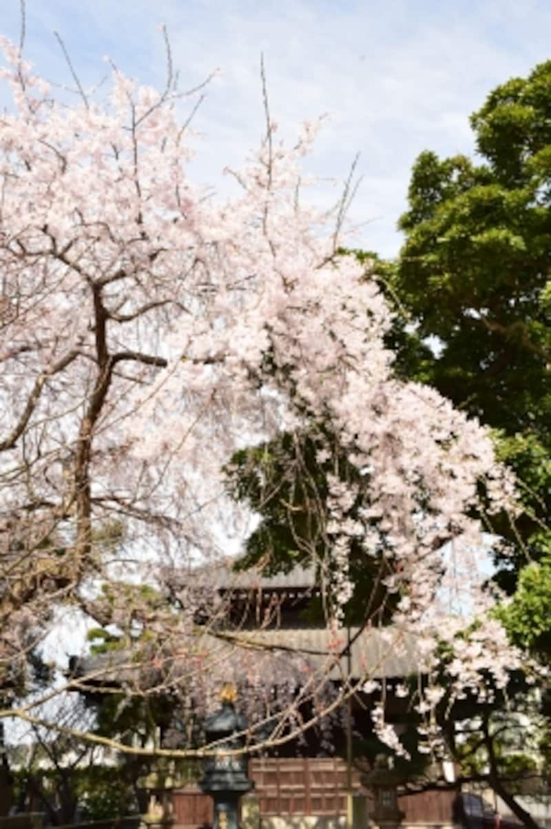本覚寺の枝垂れ桜
