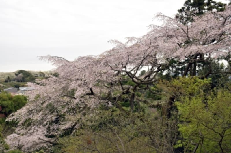 扇湖山荘の枝垂れ桜