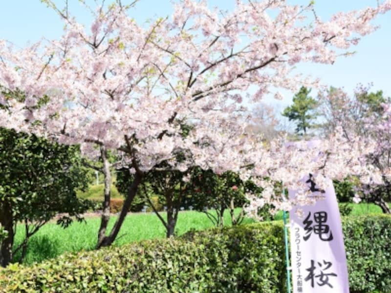 鎌倉生まれの桜「玉縄桜」(大船フラワーセンターリニューアル前に撮影)