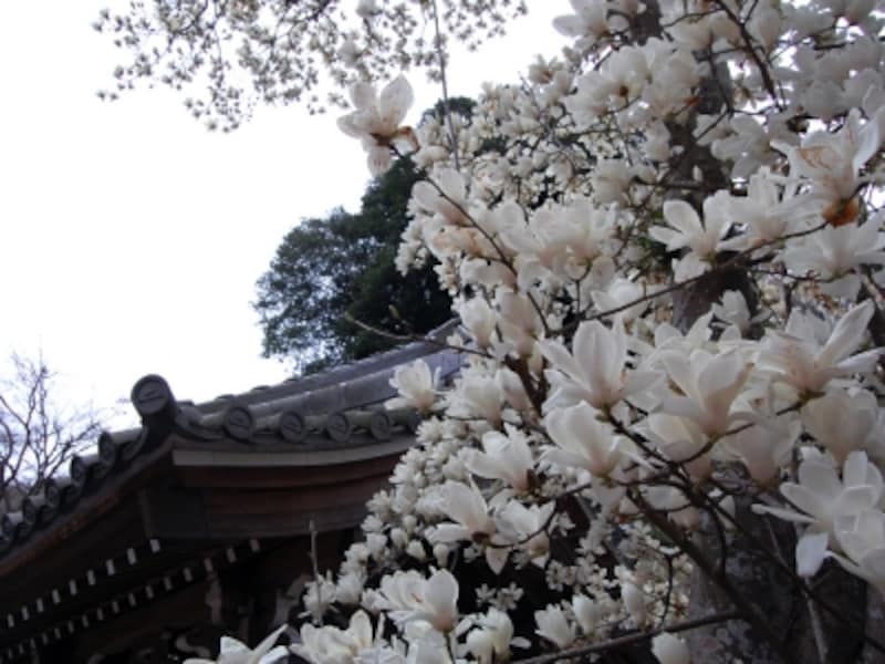 円覚寺境内にある北条時宗の廟所「仏日庵」の白木蓮