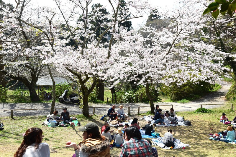 源氏山公園の芝生広場はお花見にピッタリ
