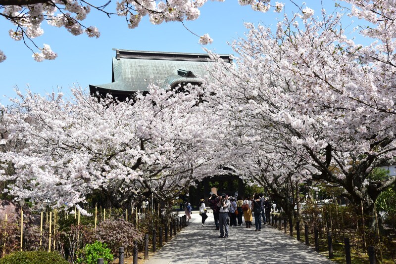 建長寺の桜のトンネル