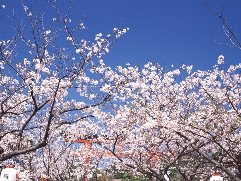 鎌倉でのお花見はいかが？