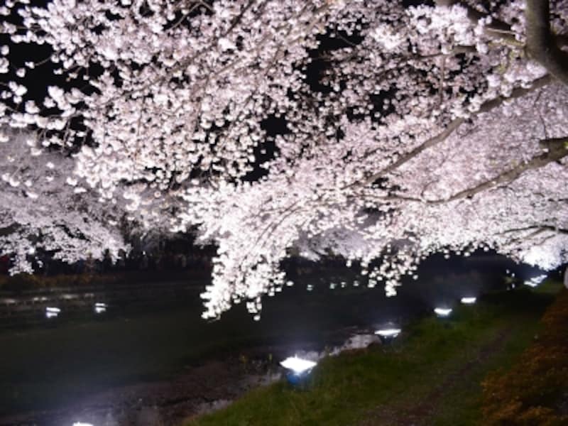 白く明るい光で照明された桜