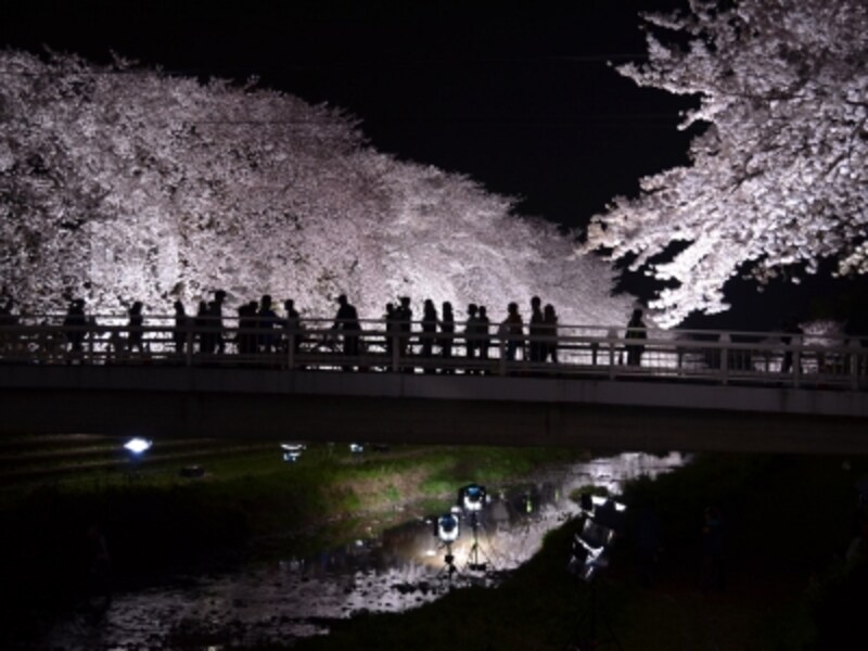 野川の桜ライトアップ