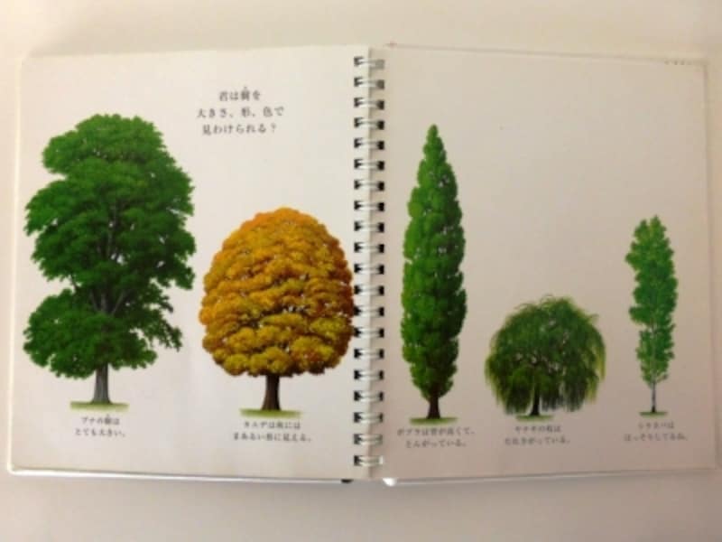 樹の比較ページ写真