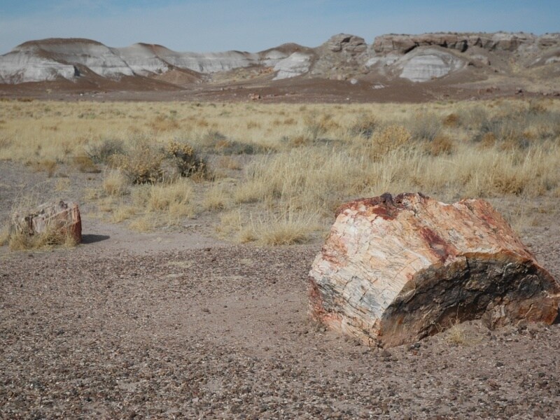 きらきらひかる部分がいっぱいなので、近づいて観察を！