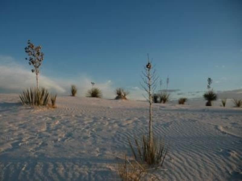 デューンズドライブ周辺には、ニューメキシコの花ユッカが生えている