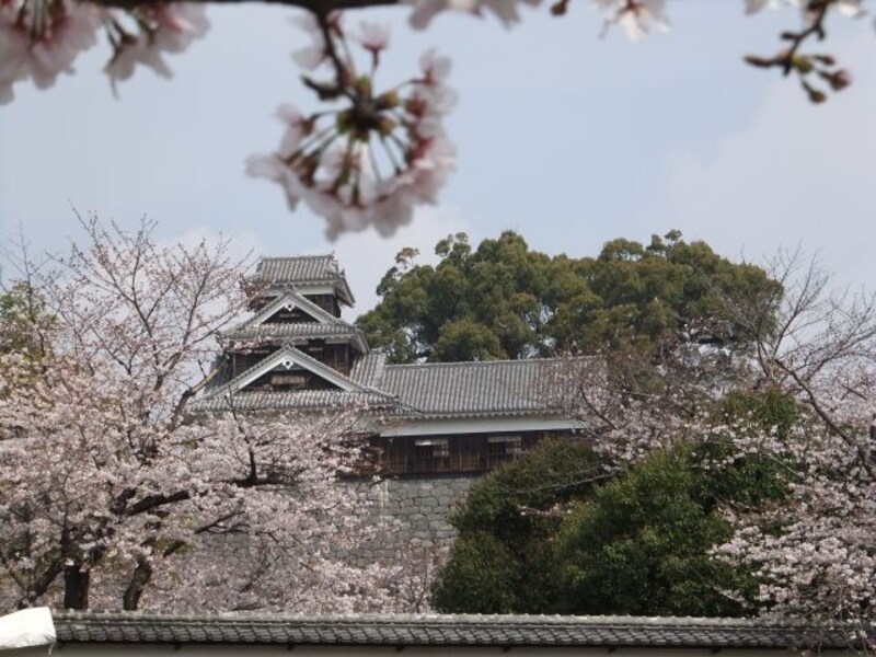 熊本城の桜（1）