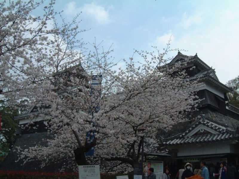 熊本城の桜（5）