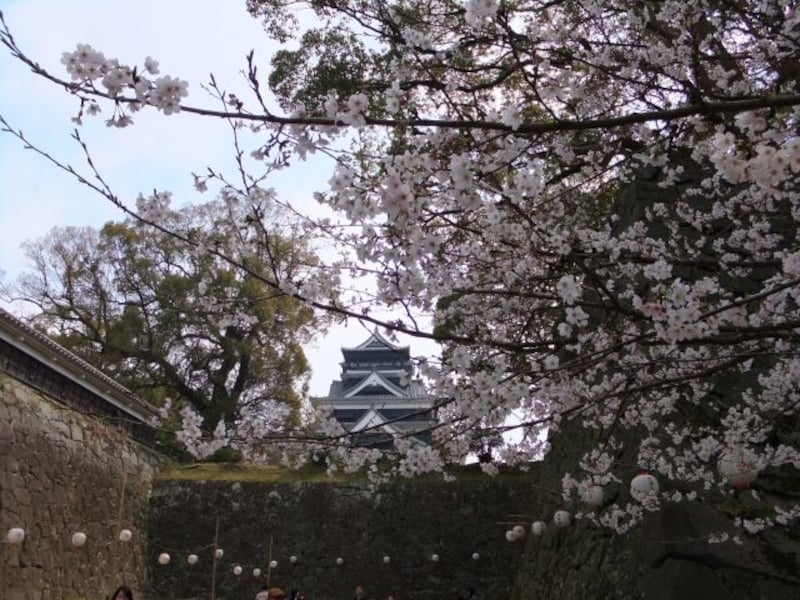 熊本城の桜（6）