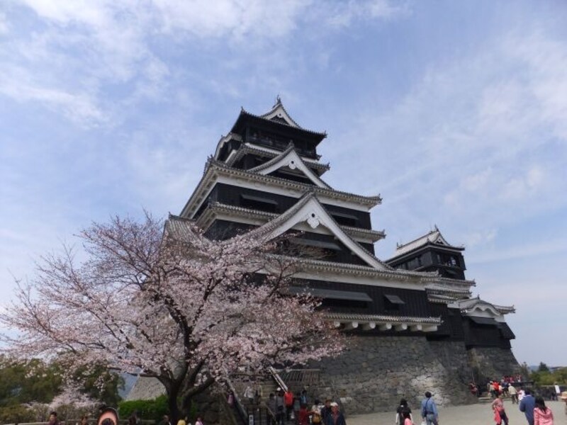 熊本城の桜（8）