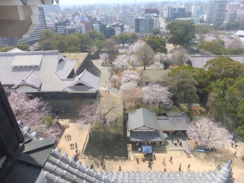 熊本城の桜（9）