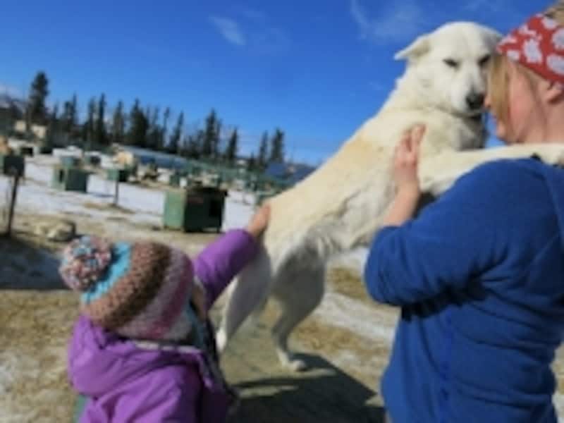 犬ぞりの犬たちはよく訓練されており、小さなお子さんでも安心