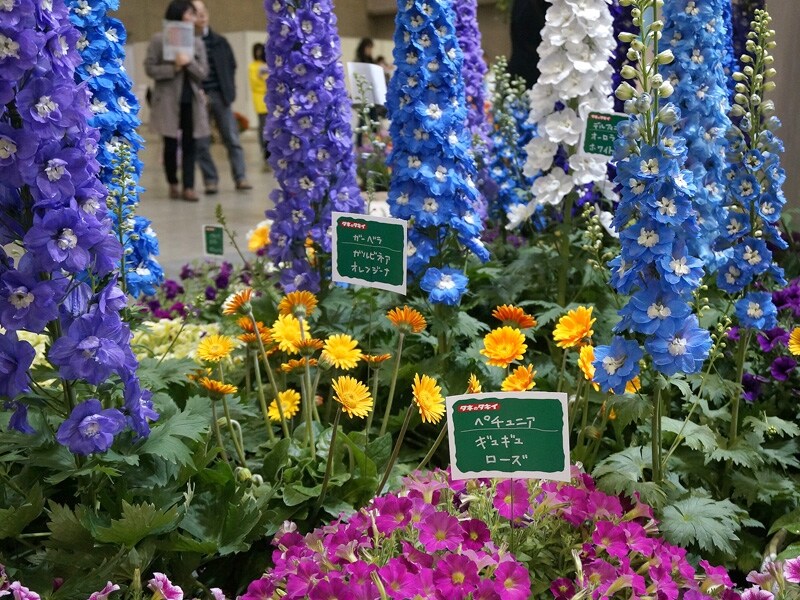 ガーベラ、ペチュニア、デルフィニウム
