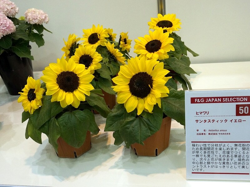 ヒマワリ‘サンタスティックイエロー’