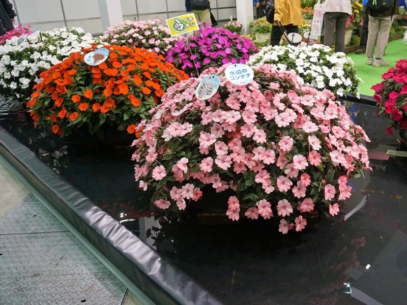 「サンパチェンス」による水面緑化