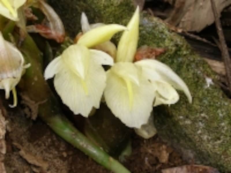 ミョウガの花